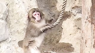 little monkey playing with rope