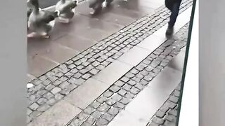 Ridiculous Incident vol 288