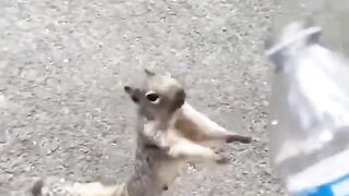 Thirsty squirrel asks water from human..????️????????❤️
