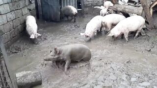 Свинья вырубила саму себя