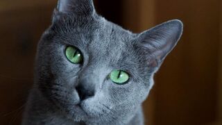 ПЕСНЯ ПРО ЛЮБИМУЮ СЕРУЮ КОШКУ!