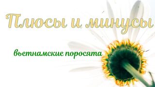 Плюсы и минусы вьетнамских поросят.