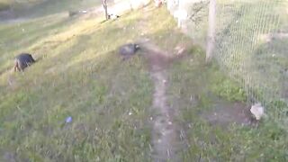 Drunk Pig