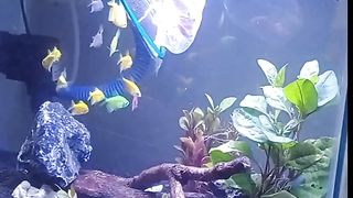 Cool fish