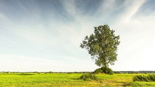 Check natural walpaper