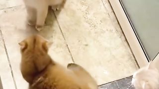 Random Funny cat