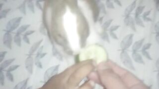 Rebet eating