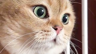 Cate fiting