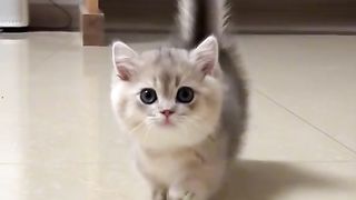 Cute cate