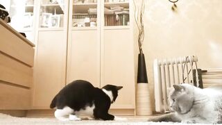 cute cute animal cat