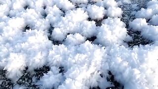 Снежные хризантемы.