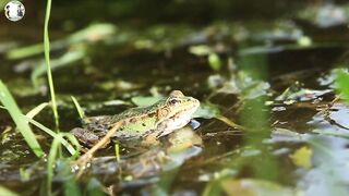 frog and its sound