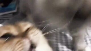 ОБЖОРА ОСТАВЬ МНЕ ????????