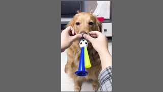 cute dog