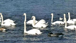 Beautiful swan