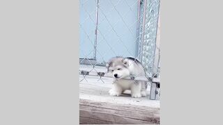 cute dog