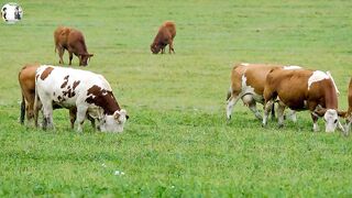 herbivore cow livestock animal