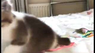 Cat Cute (Gatos Fofinhos)