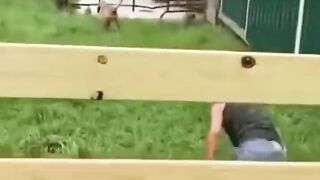 funny dog ​​videos