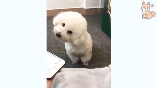 funniest confuse dog compilation 2021