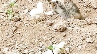 Kittens playing cute chicks
