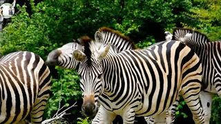 forest jebra animal