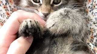 Animal Funny Video