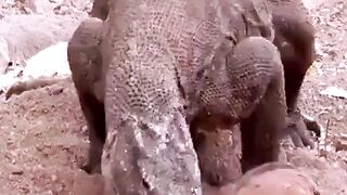 One of the ancient land animals that are still alive