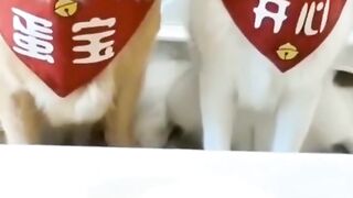 The Best Funny Videos of China Tik Tok Compilation 2022|| Top Funny Videos Trending On Tik Tok Husband & Wife Eating Food 2022