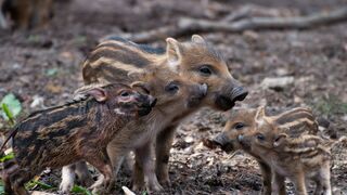 cute pig little pig