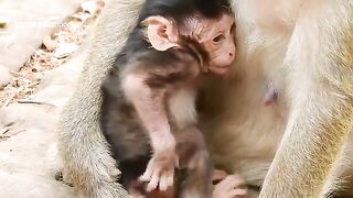 Mãe não quer alimentar seu filhote