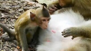 Macaco querendo mamar marmanjo
