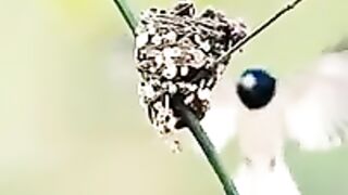 Beautiful And Rare Bird Types