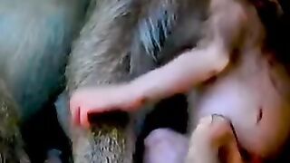 Macaquinho filhote atacado por formiga