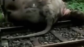 The impact of a railway on an elephant