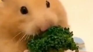 cuteness