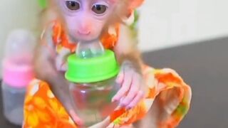 cute monkey