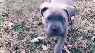 Cuteness dog
