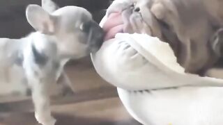 Cute dog