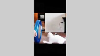 funny cats and dogs- tik tok