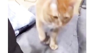 cute cat