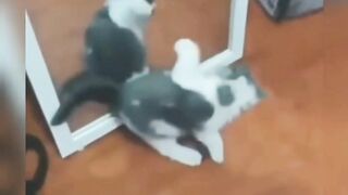 funny cat compilation