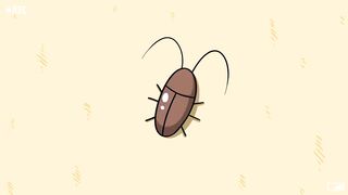 Cockroach