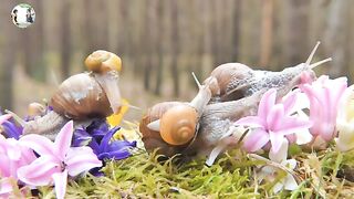 slimy animal snail