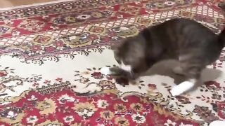Animais   Peraltas em açao