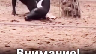 бык помог черепахе
