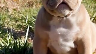Crescimento do cachorrinho