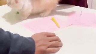 Olha o gato vacinando!!!