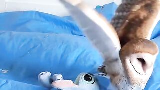 Cute animals