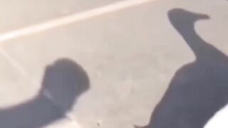 the end of each video is surprising